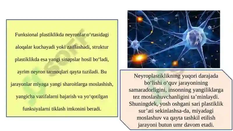 Miya plastisligi va nevroplastika 5