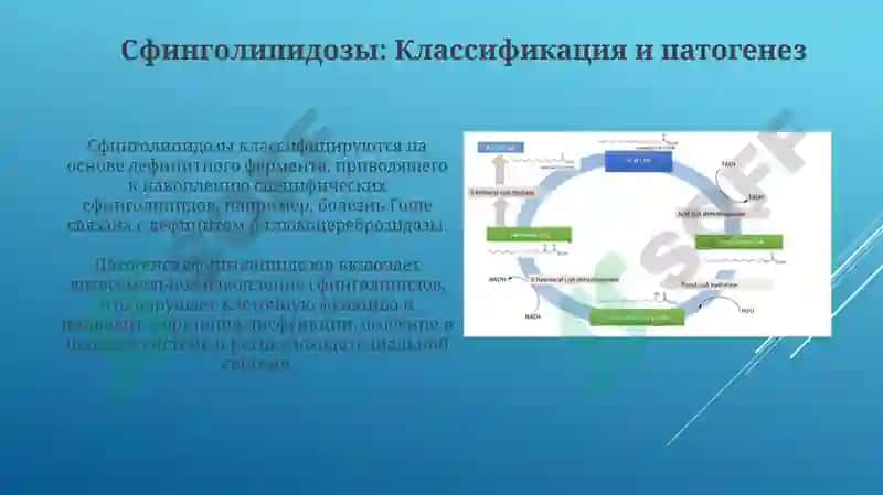 Нарушения обмена фосфолипидов 5