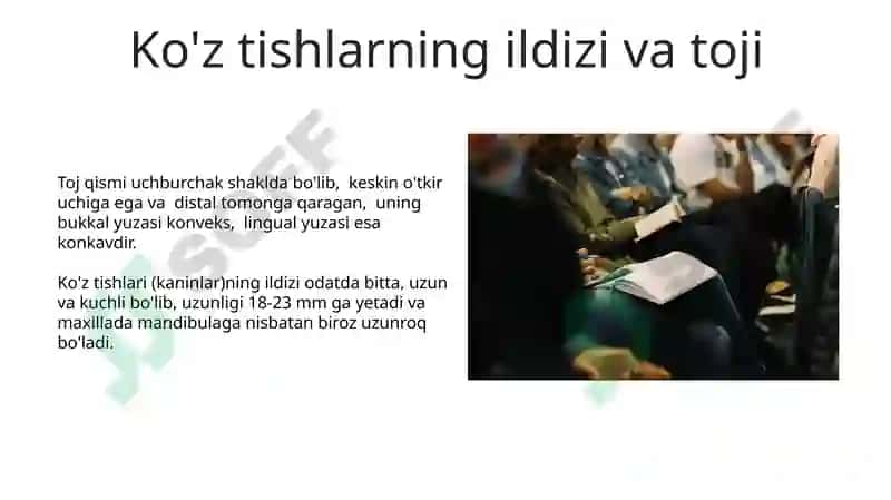 Doimiy tishlovdagi frantal guruh tishlarning tuzulishi 5