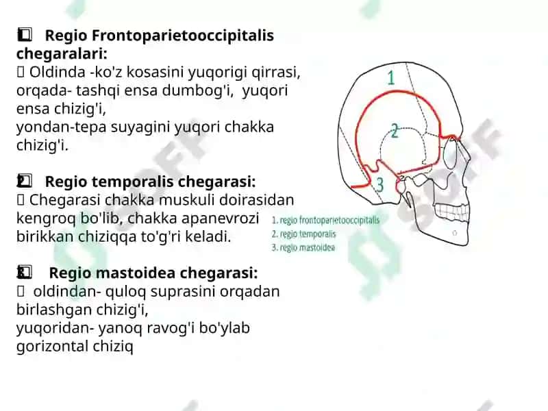 Boshning miya qismi topografik anatomiyasi va operativ xirurgiyasi. Peshona, tepa, ensa, chakka, quloq va so‘rg‘ichsimon sohalar. Shipo uchburchagi va uning klinik axamiyati. Bosh soxasidagi kesma turlari. Trepanatsiya turlari 5