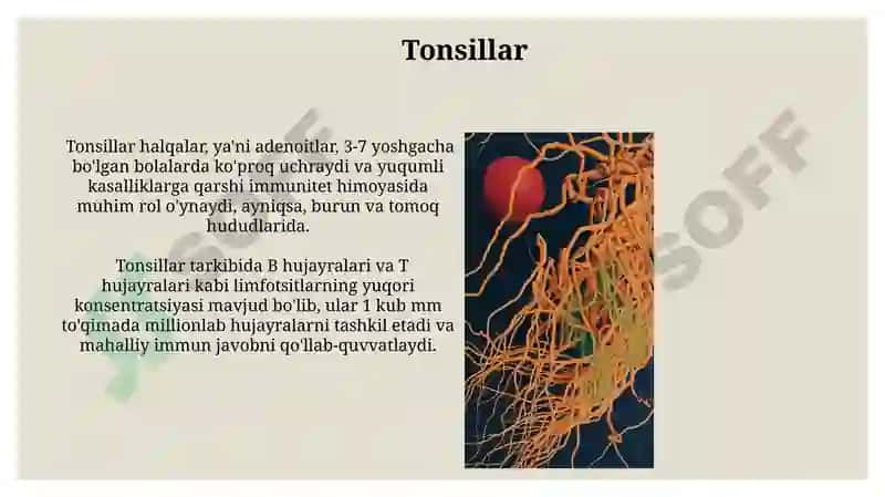Teri 5