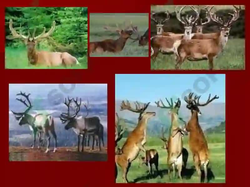 TIBBIY PARAZITOLOGIYA.PARAZITIZMNINGTIBBIYVA BIOLOGIK ASOSLARI.ODAMPARAZITLARI. 5