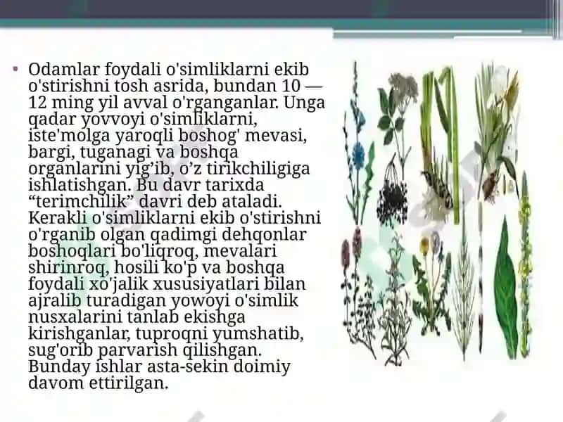 Madaniy o'simliklarning kelib chiqish markazlar 5