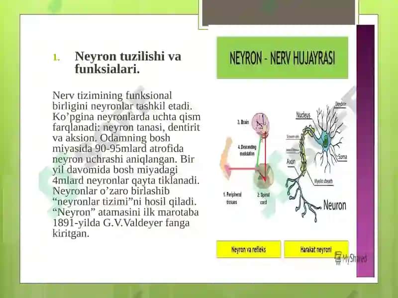 Neyron 5