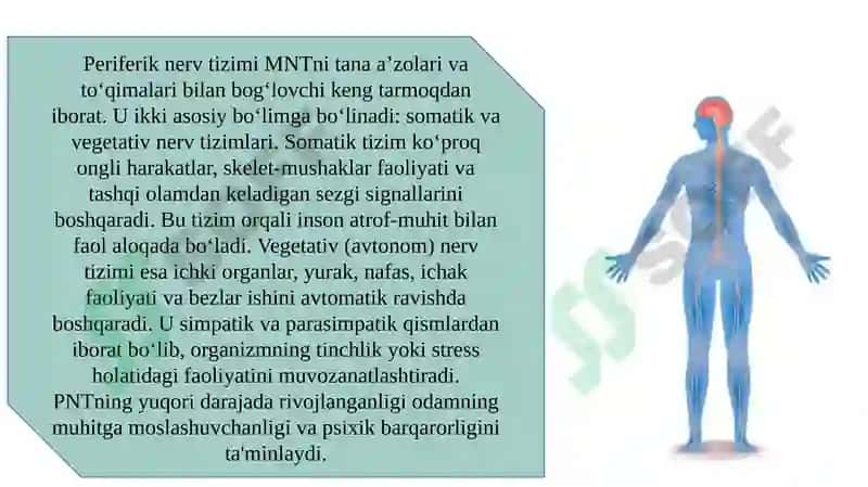 Nerv tizimi tuzilishi va uning psixik jarayonlardagi roli 5
