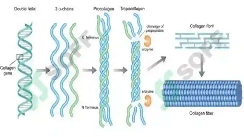 Konturli in'eksion plastika. Gel turlari va ularning tasnifi (biologik-kollagen, gialuron kislota, polilaktik kislota, sintetik-silikon). Kiritish texnikasi va usullari. Ko'rsatmalar. Qarshi ko'rsatmalar. Nojo'ya ta'sirlari 5
