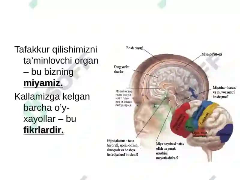 Taffakur haqida umumiy tushuncha 5