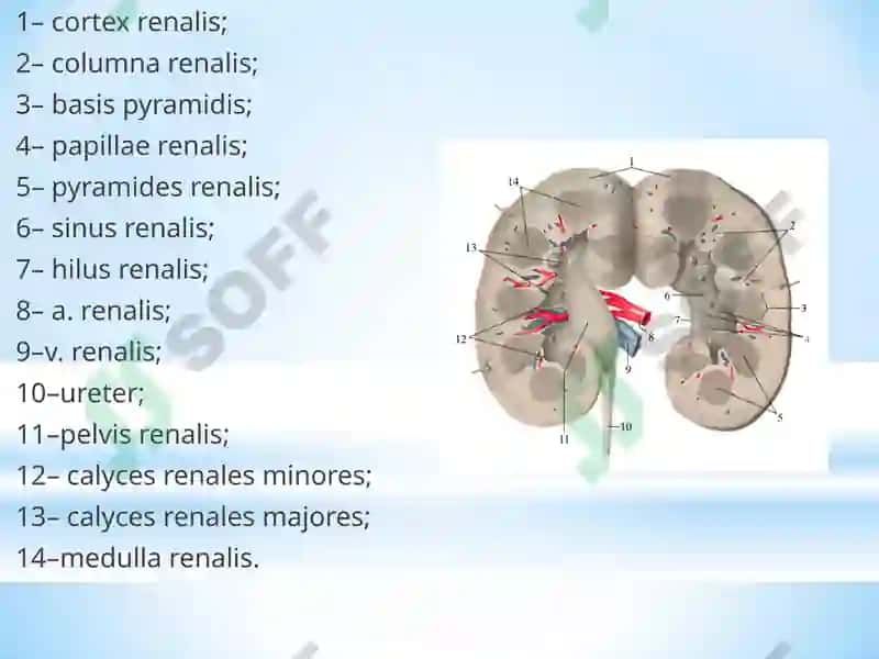 Nefropatiya 5