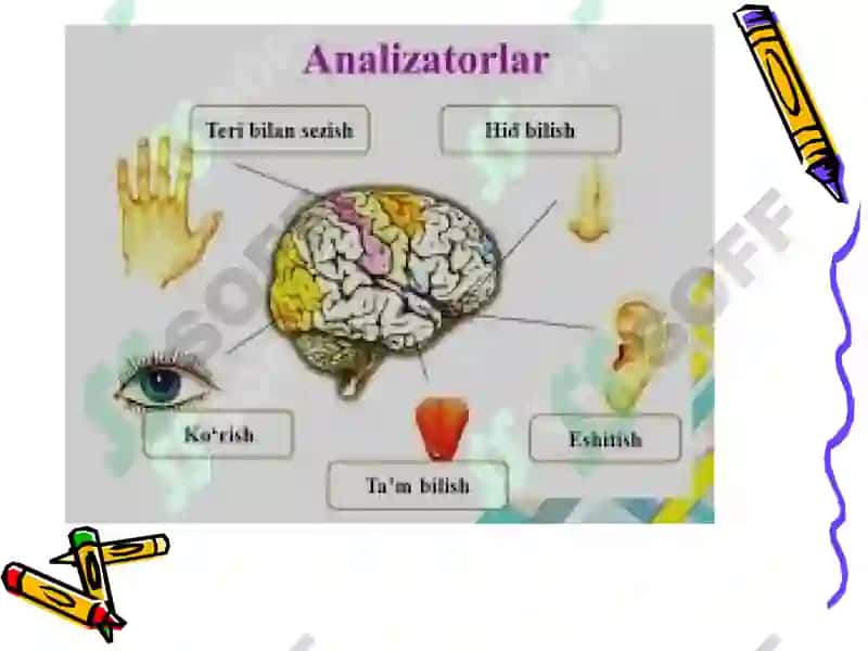 Sezgi 5