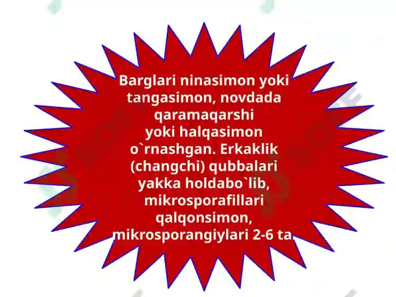 Sarvnamolar qabilasi 5