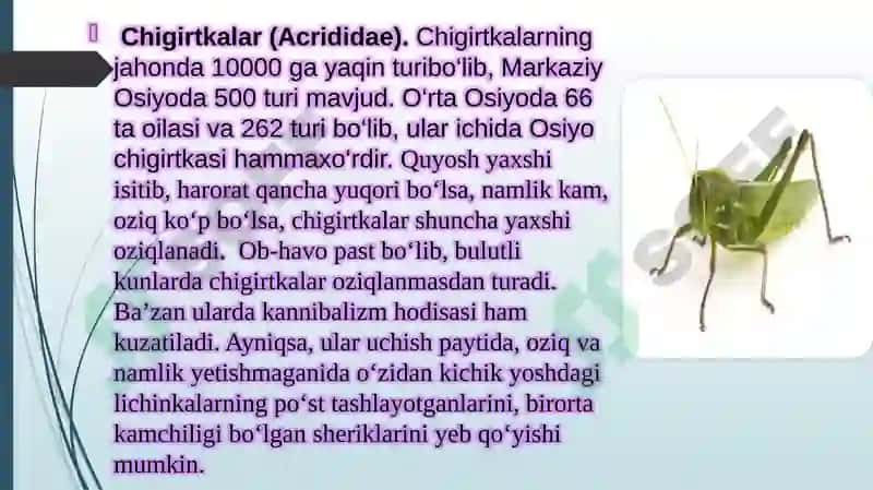 Cho’l ekotizmlari umurtqasiz hayvonot olami asosiy vakillarining ichki va tashqi tuzilishi, tuzilish 5