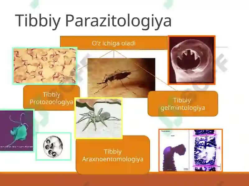Tibbiyparazitologiya.Tibbiyprotozoologiya 5
