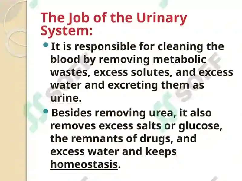 Urinary system 5