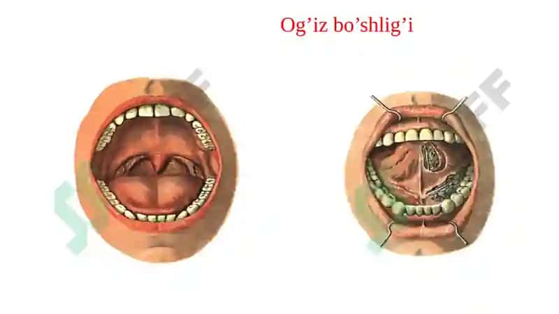 Hazm tizimining a’zolari, Nafas olish a’zolari 5