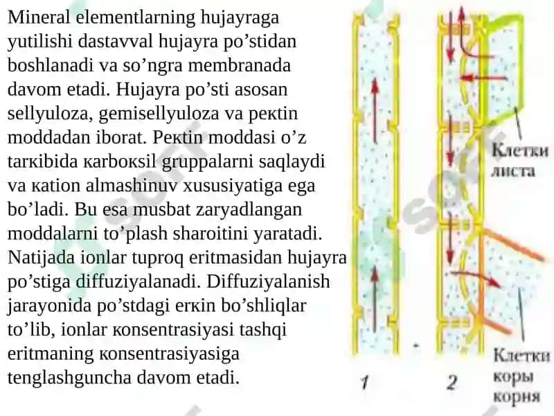 Ildizlarda ionlarning tashiluvi 5