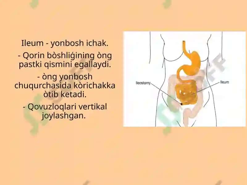 Ingichka ichak, uning qismlari, rivojlanishi, funksiyasi va topografiyasi.  Yoģon ichak , uning qismlari, rivojlanishi,  topografiyasi va funksiyasi.  Togri ichak qismlari,  sfinkterlar, tuzilishi, topografiyasi. 5