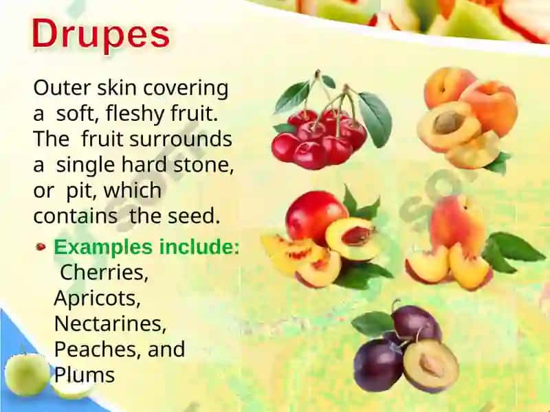 Fruits Classification 5