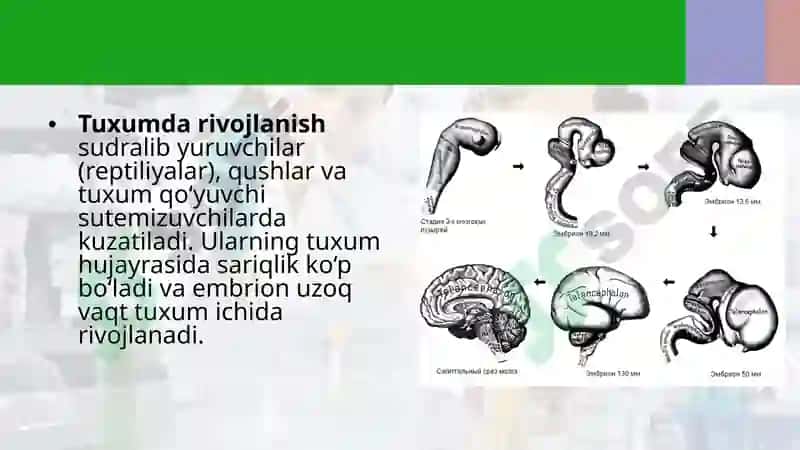 Ontogenez 5
