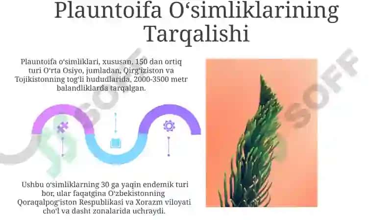 Plauntoifa o'simliklar 5