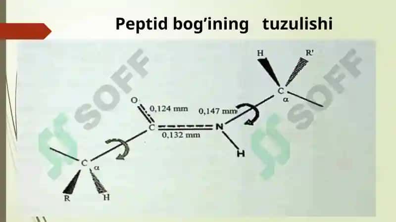 Oqsil tabiatli peptidlar 6
