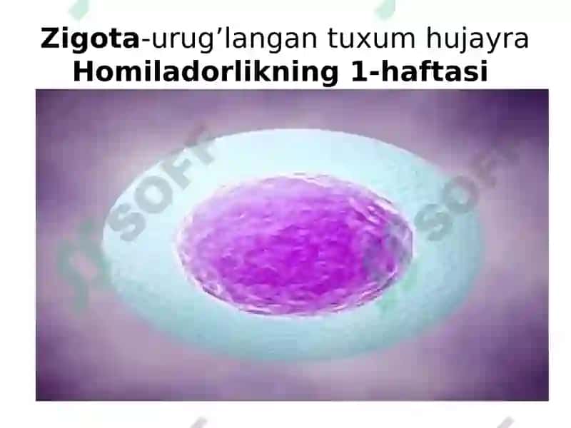 Ko’payish fiziologiyasi 6