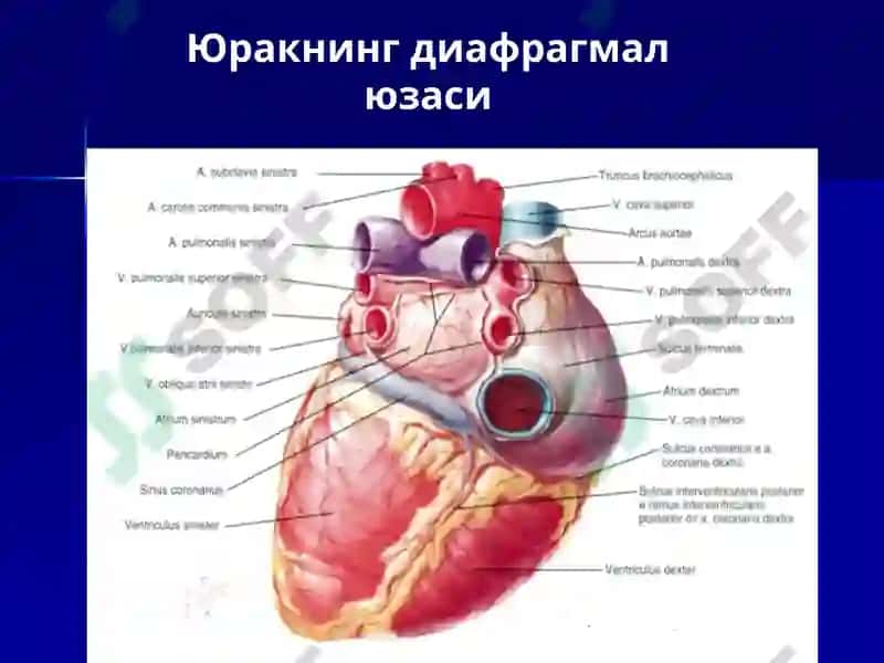 Юрак 6