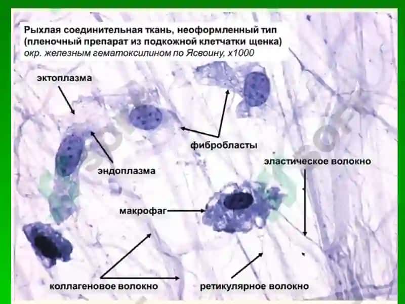 Лекция: «Собственно соединительные ткани. Соединительные ткани со специальными свойствами».Доцент Курумчина С.Г. 6