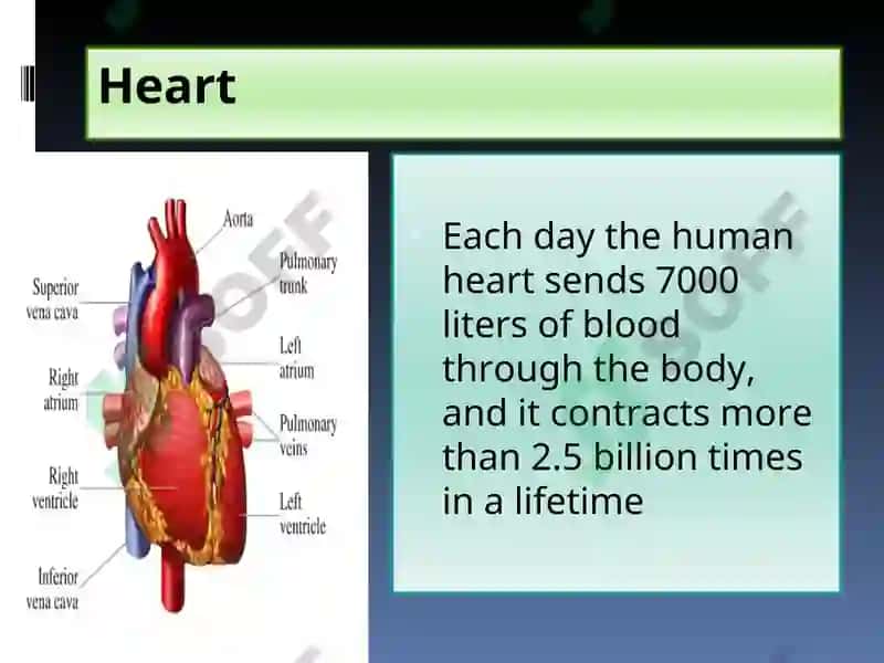 Circulatory System Presentation 6