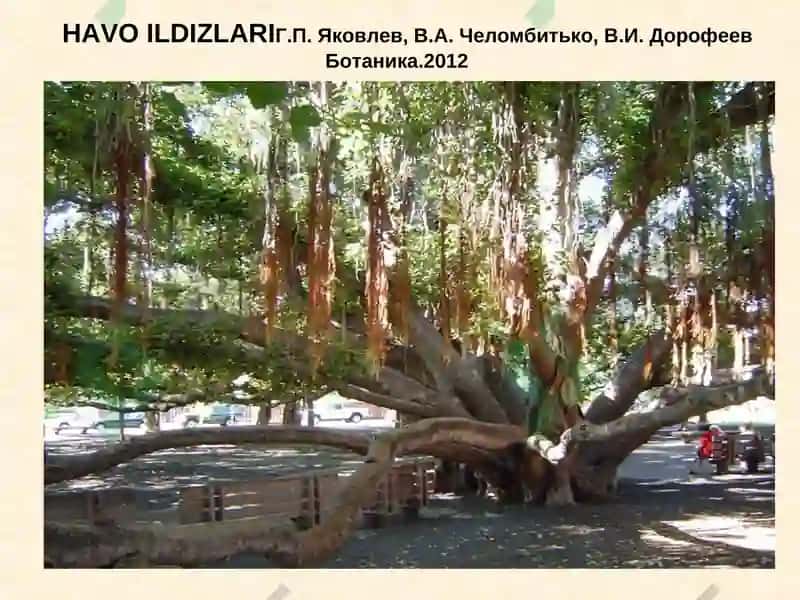 Ildiz va uning vazifasi, tiplari va tuzilishi 6