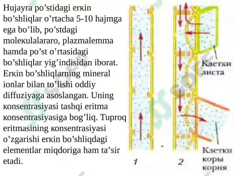 Ildizlardaionlarning tashiluvi 6