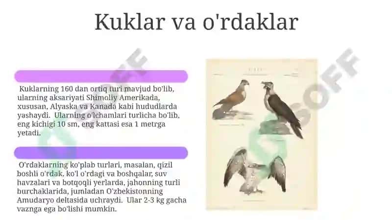 Qushlar turlari va ular haqida malumotlar 6