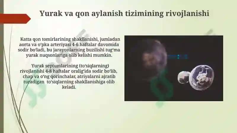 Inson embriogenezi tanqidiy davrlari 6