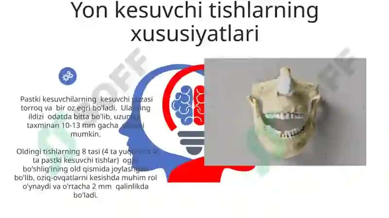 Doimiy tishlovdagi frantal guruh tishlarning tuzulishi 6