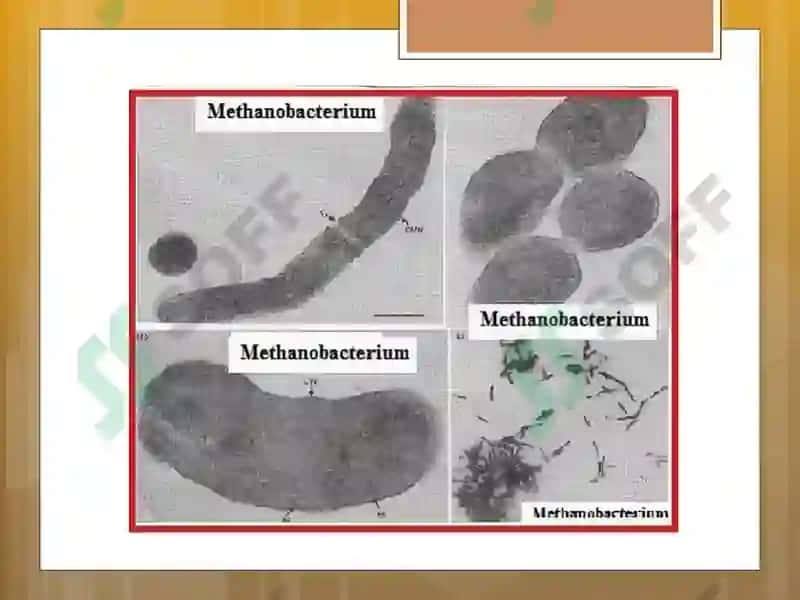 Biogaz ishlab chiqarish texnologiyasi 6