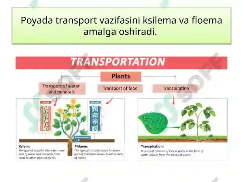 TIRIK ORGANIZMLARDA OZIQ MODDALAR TRANSPORTI 6