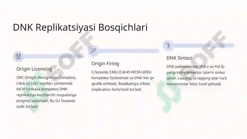 Hujayra Tsikli va Hujayra Replikatsiyasi Boshqaruvi Mexanizmlari 6