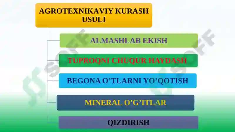 O'SIMLIKLAR KАSАLLIKLАRIGАQАRSHI KURАSH USULLАRI 6
