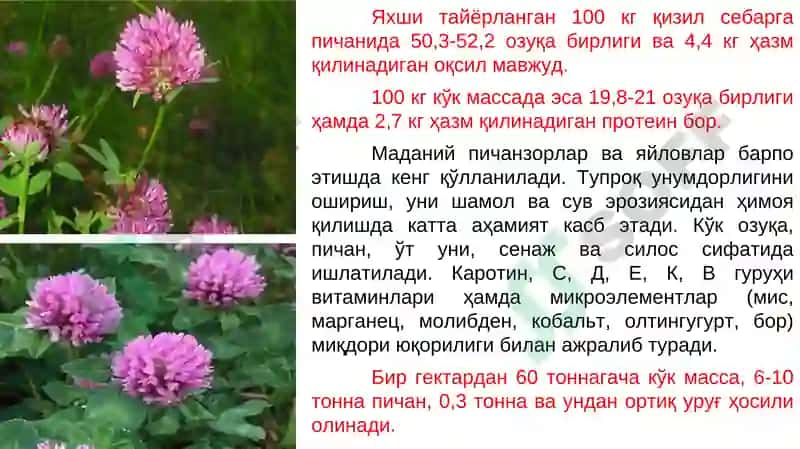 Ko‘p yillik dukkakli va qo‘ng‘irbosh o‘tlar 6