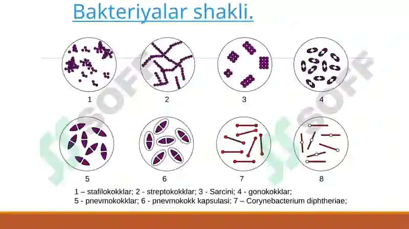 Turli morfologik guruh mikroorganizmlarga tavsif 6