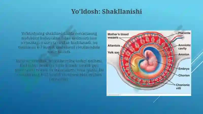 Amnion, Sariqlik Xaltasi, Allantois va Yo'ldoshning Tuzilishi va Rivojlanishi 6