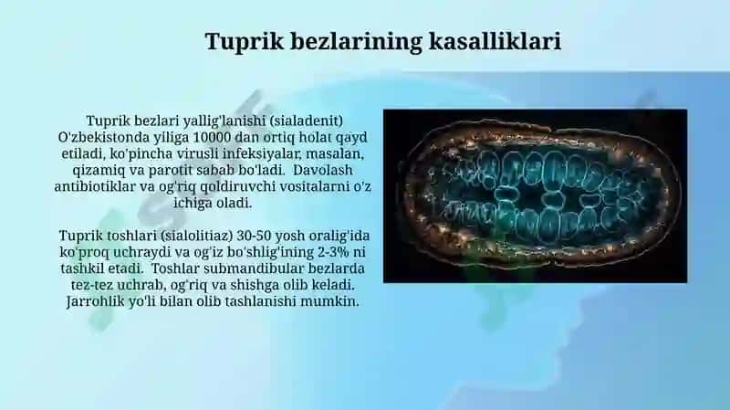 Tuprik Bezlarining Anatomiyasi 6
