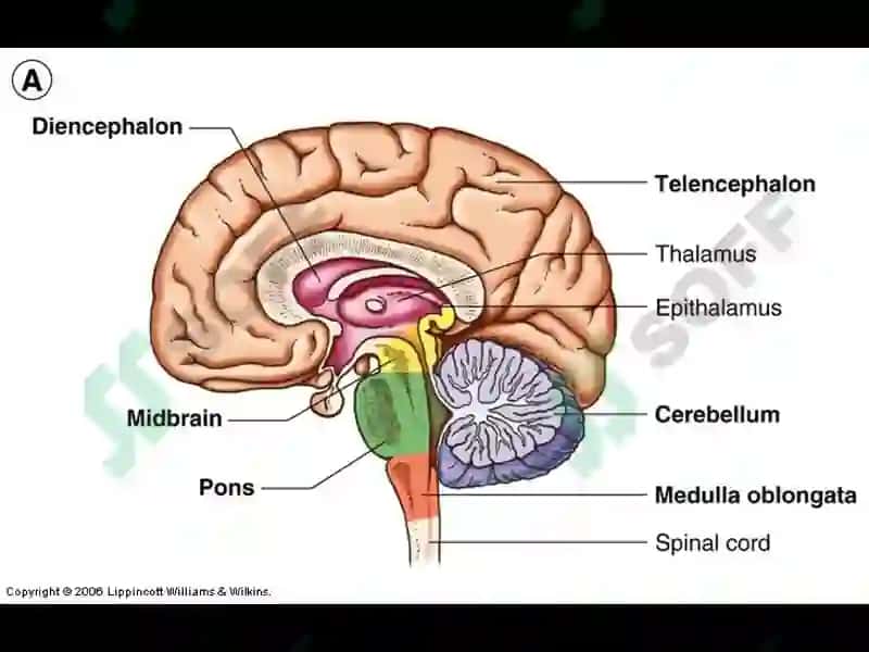 The Nervous System 6