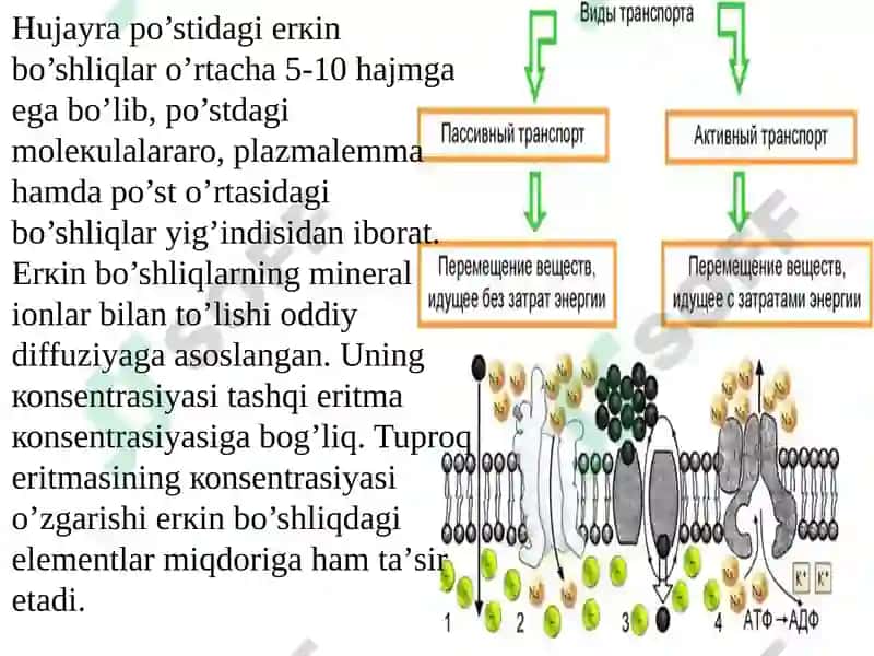 Ildizlarda ionlarning tashiluvi 6