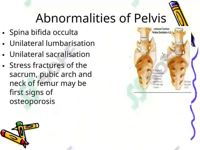 Pelvis 6
