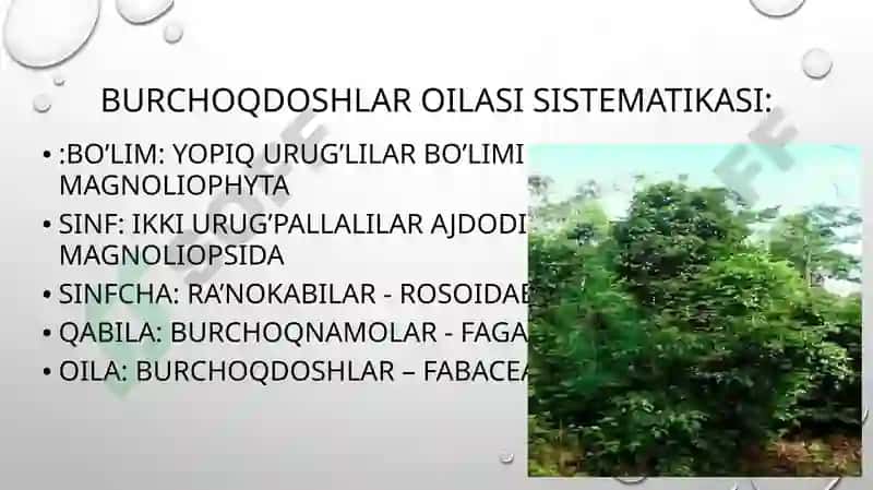 Burchoqdoshlar oilasi 6