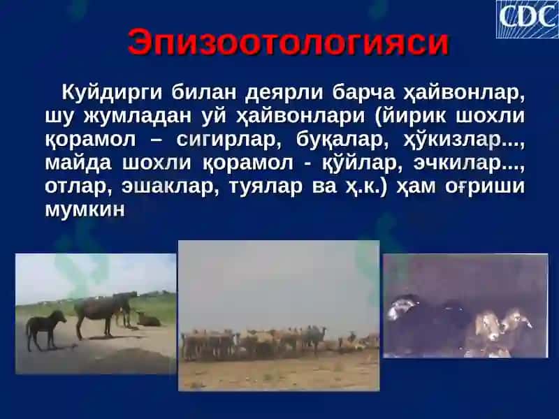 Куйдирги (Bacillus anthracis) 6