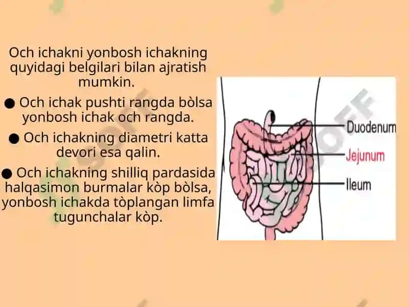 Ingichka ichak, uning qismlari, rivojlanishi, funksiyasi va topografiyasi.  Yoģon ichak , uning qismlari, rivojlanishi,  topografiyasi va funksiyasi.  Togri ichak qismlari,  sfinkterlar, tuzilishi, topografiyasi. 6