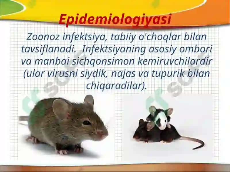 Gemorragik isitma 6