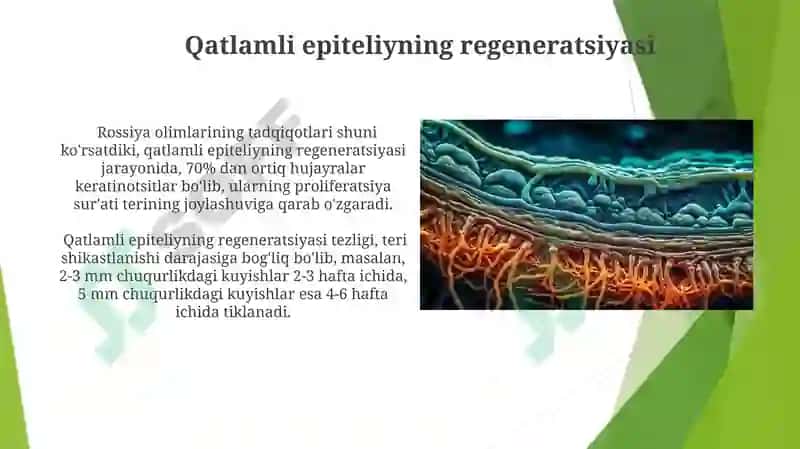 Bezli epiteliysining tuzilishi va vazifalari 6