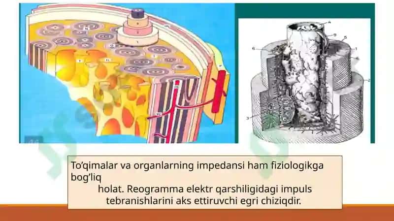 Organizmtoʻqimalarining elekttokiga impedansi 6